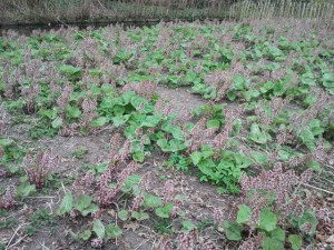 Groot hoefblad
