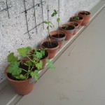 2011-05-16 16.39.54