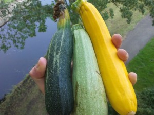courgette