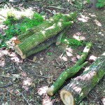De oogst, in wording