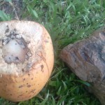 stone vs coconut