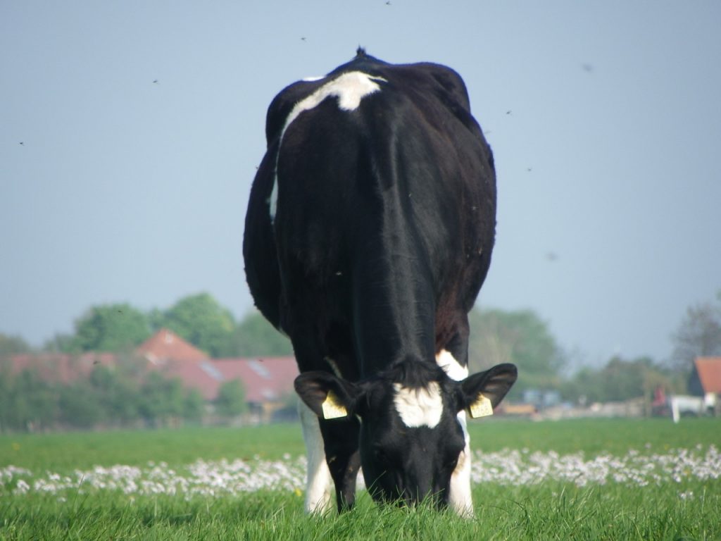 Eindelijk! Kop tot Staart rrrrrund!