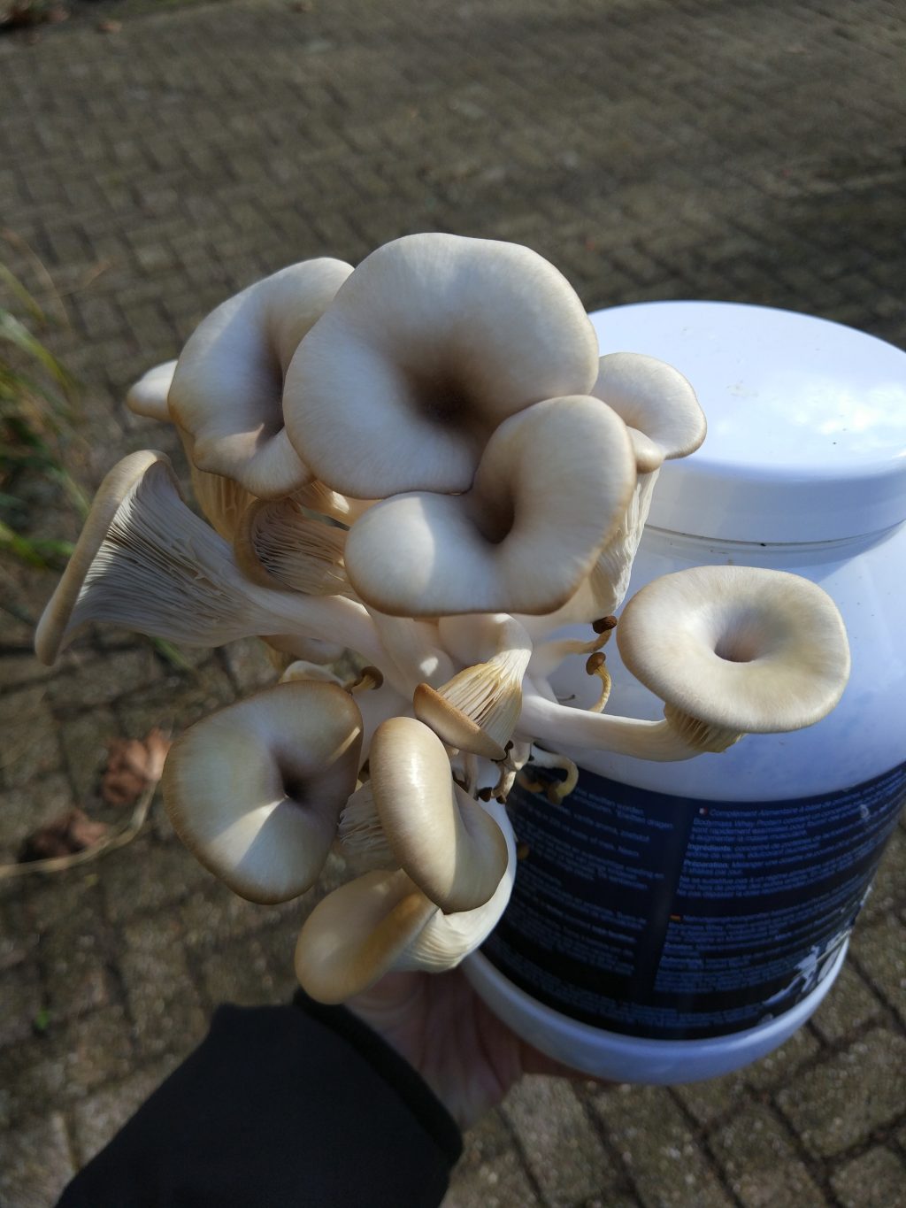 Zwamzucces