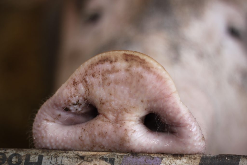 Ja luister, ik fotografeer gewoon graag varkens