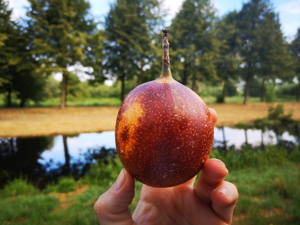 Maar, wat is het?