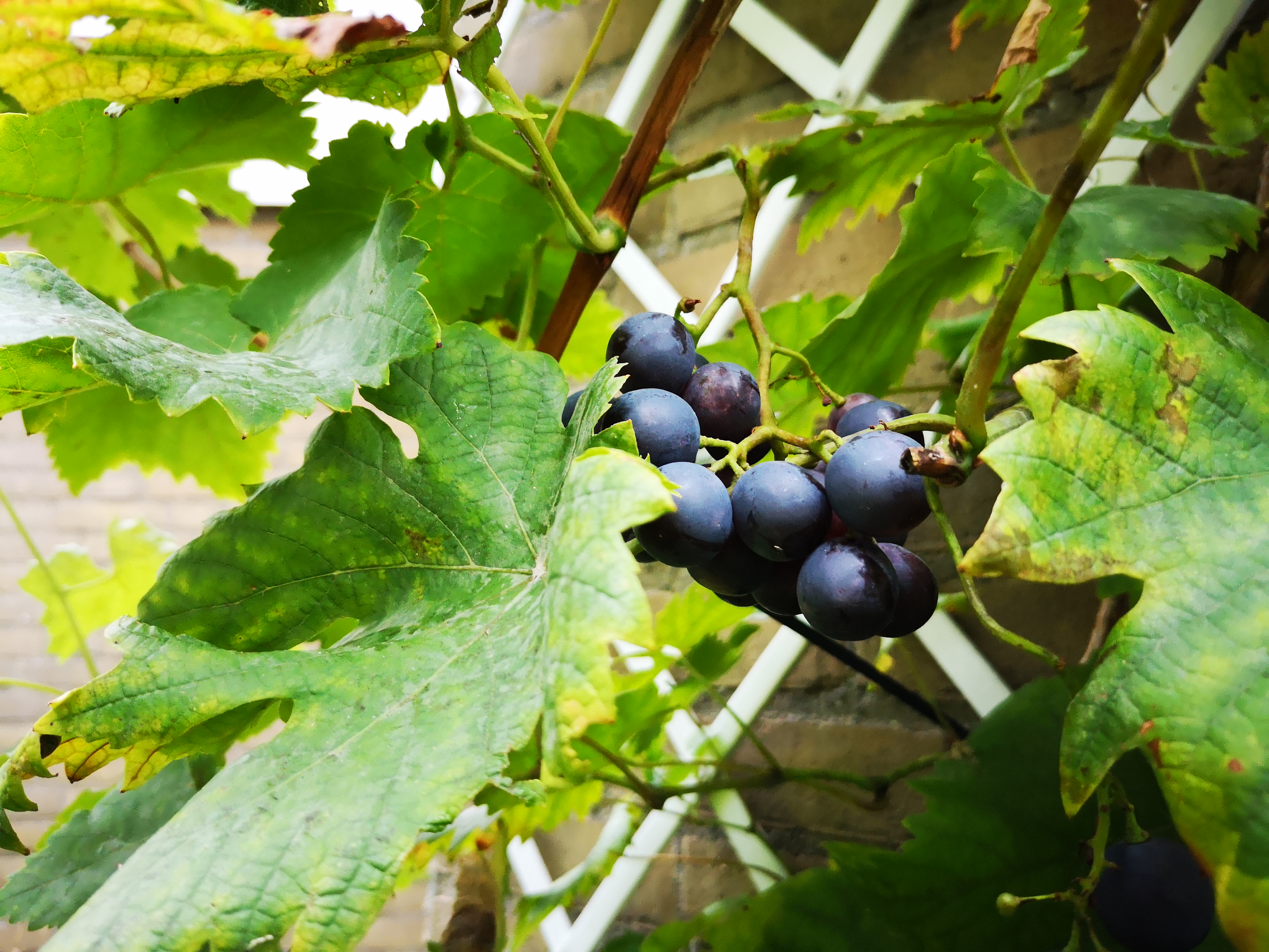 Meneers plantsoendruif draagt na drie jaar vrucht. Er zit een blosje op en suiker in. Maar wat nu?