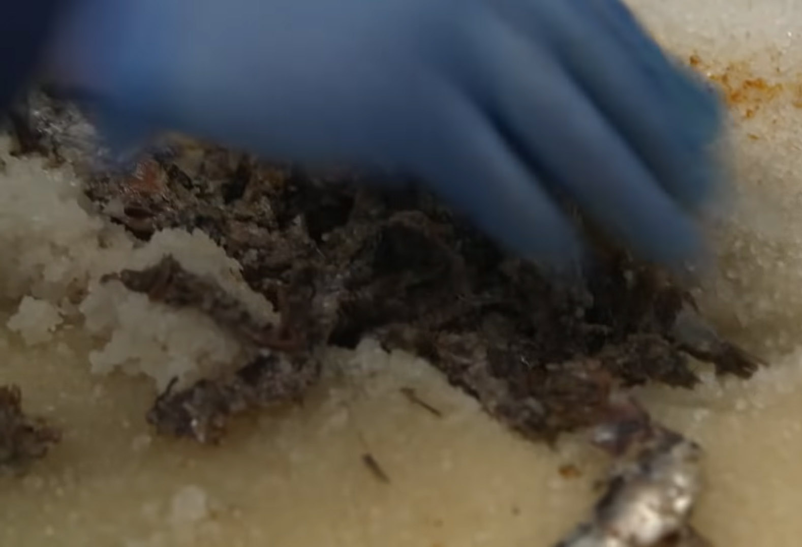 Filmpje. Worcestershire sauce, how it's made Wateetons