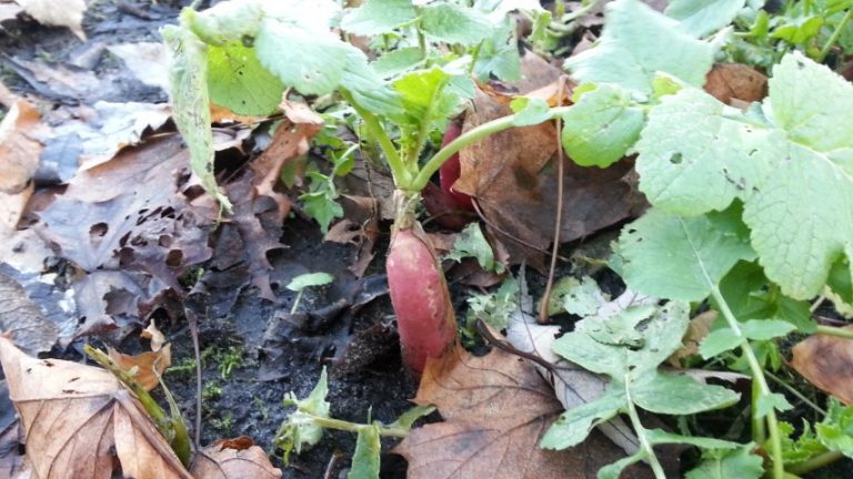2012-12-29 14.15.56 (Small)