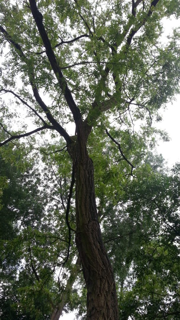 de boom