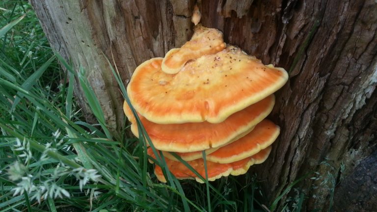 Chicken of the woods