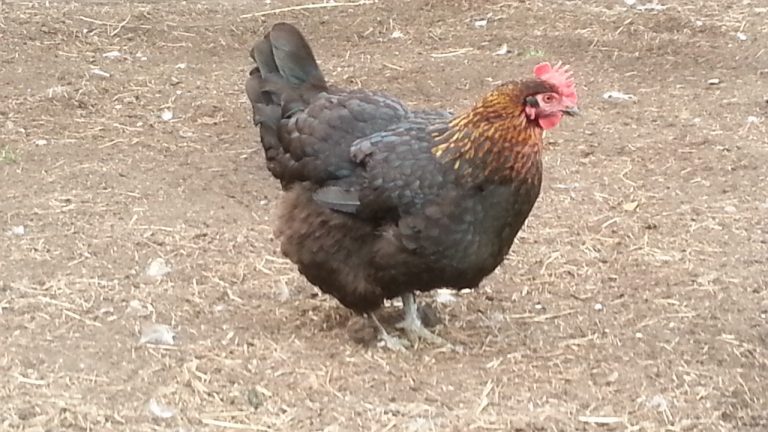 Marans hen zoals die er volwassen uitzien
