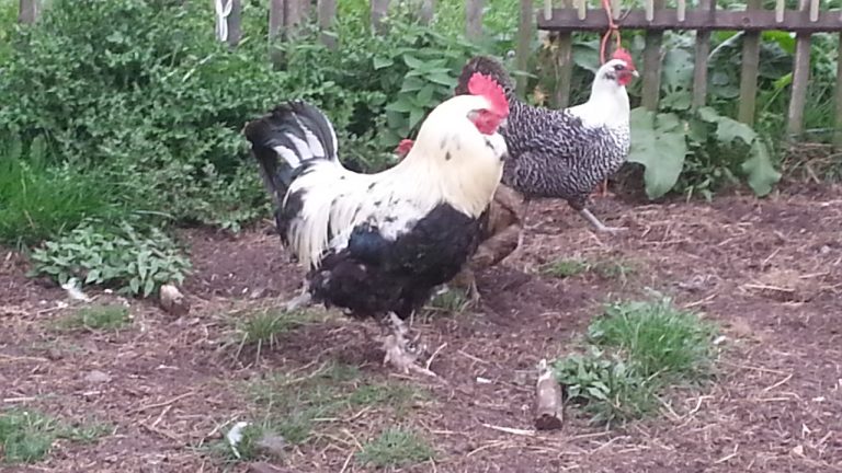 Faverolles haan, volwassen en Chaams Hoen (hen, volwassen)