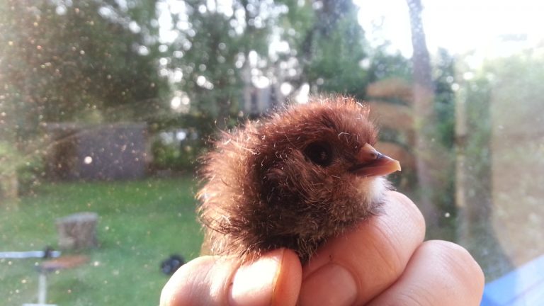 Nog 4: Marans