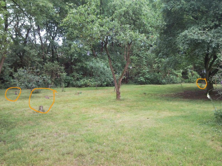 konijntjes-wiebelen-2